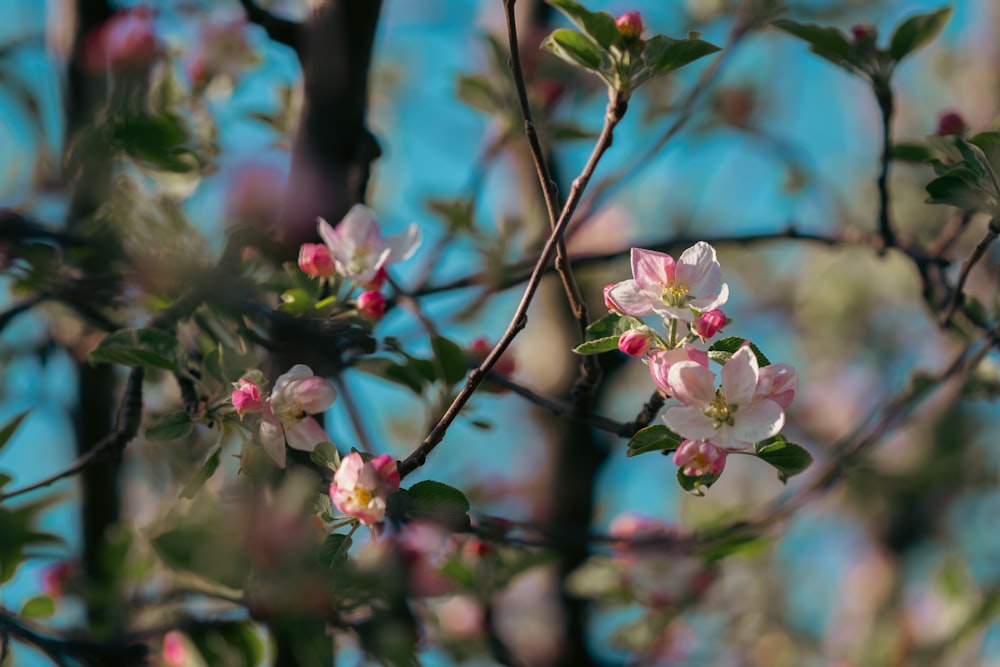 a branch of a flowering tree with pink flowers