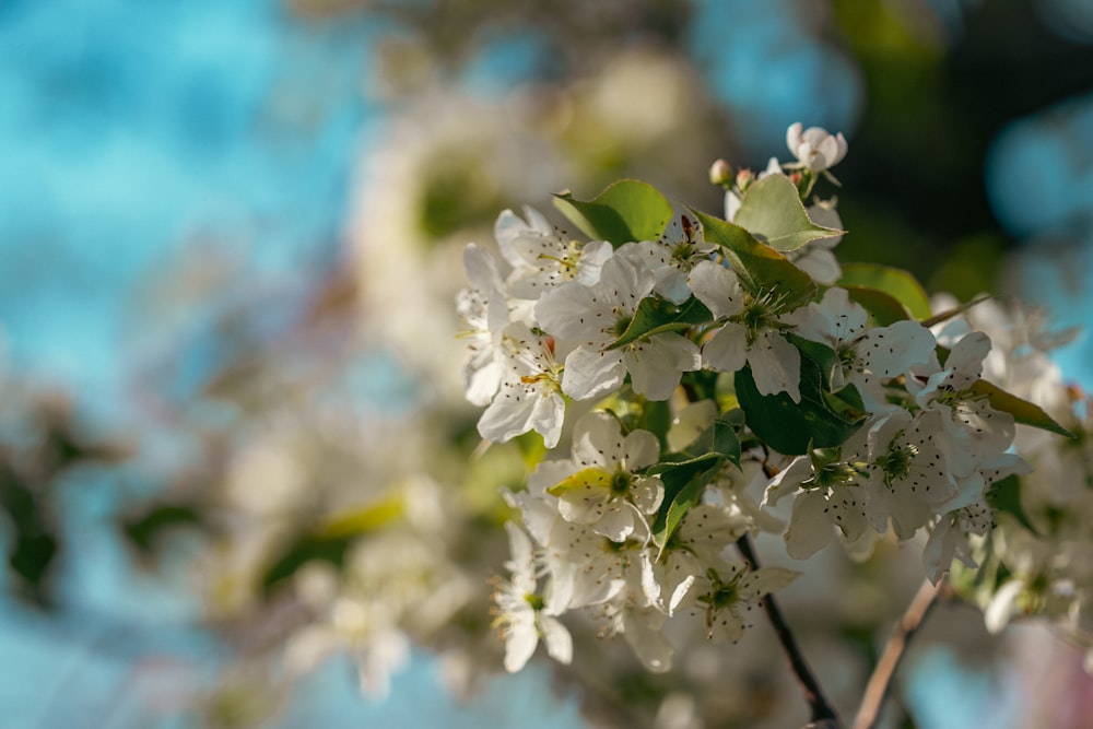 Un primer plano de un árbol con flores blancas