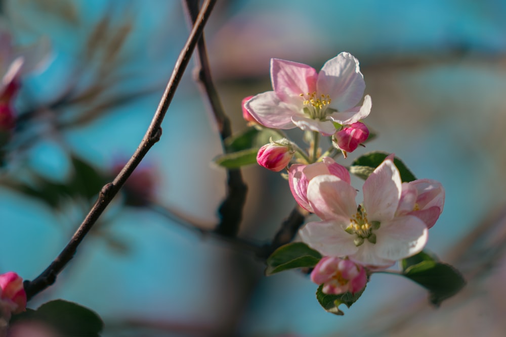 a branch of a tree with pink and white flowers