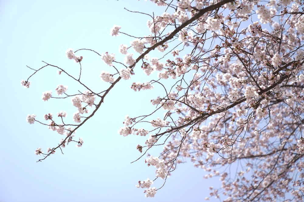 a tree with white flowers and a blue sky in the background