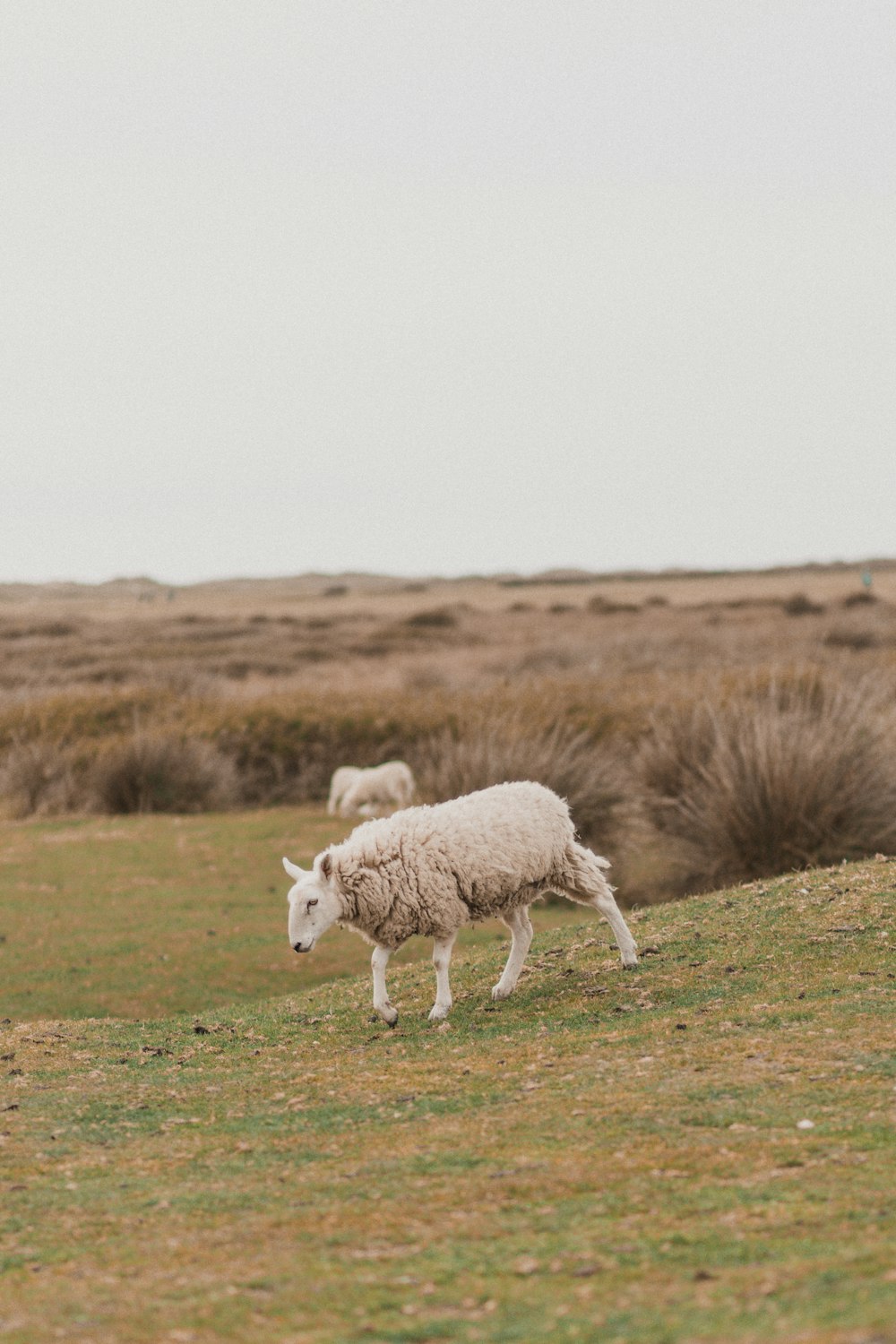 a sheep walking across a grass covered field