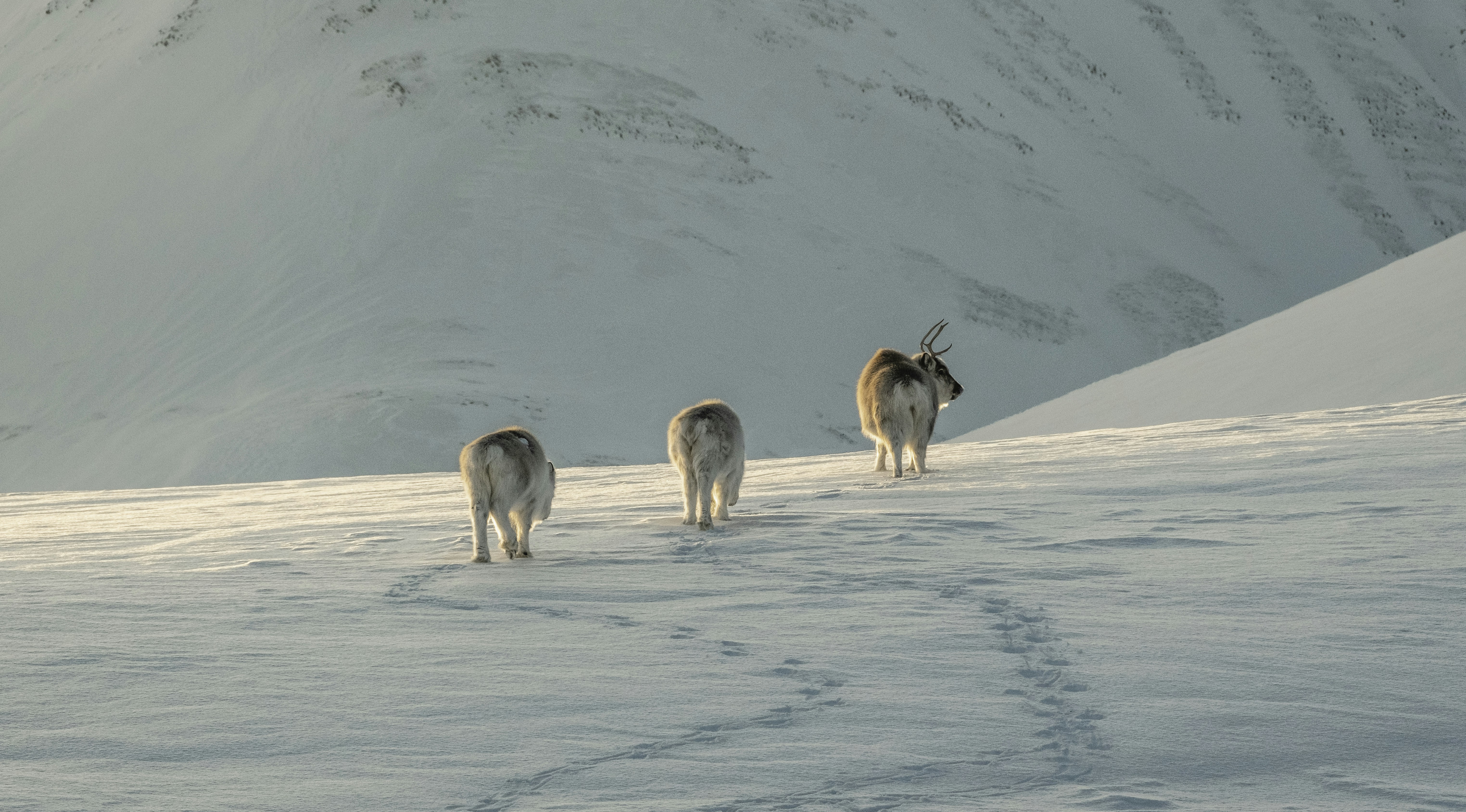 a group of animals walking across a snow covered field