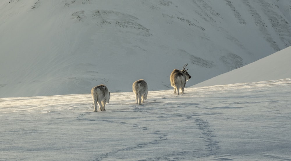 a group of animals walking across a snow covered field