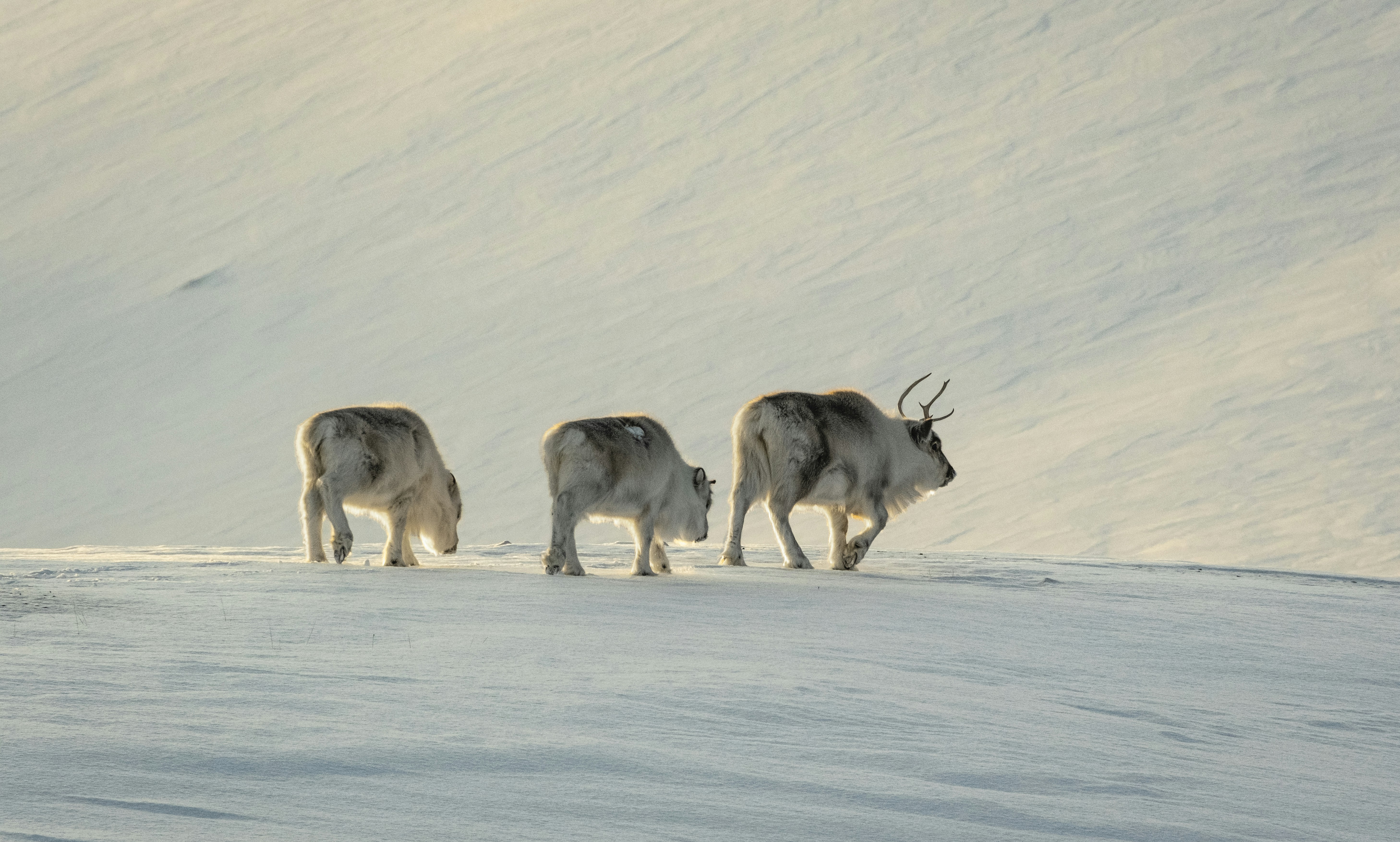 a herd of animals walking across a snow covered slope
