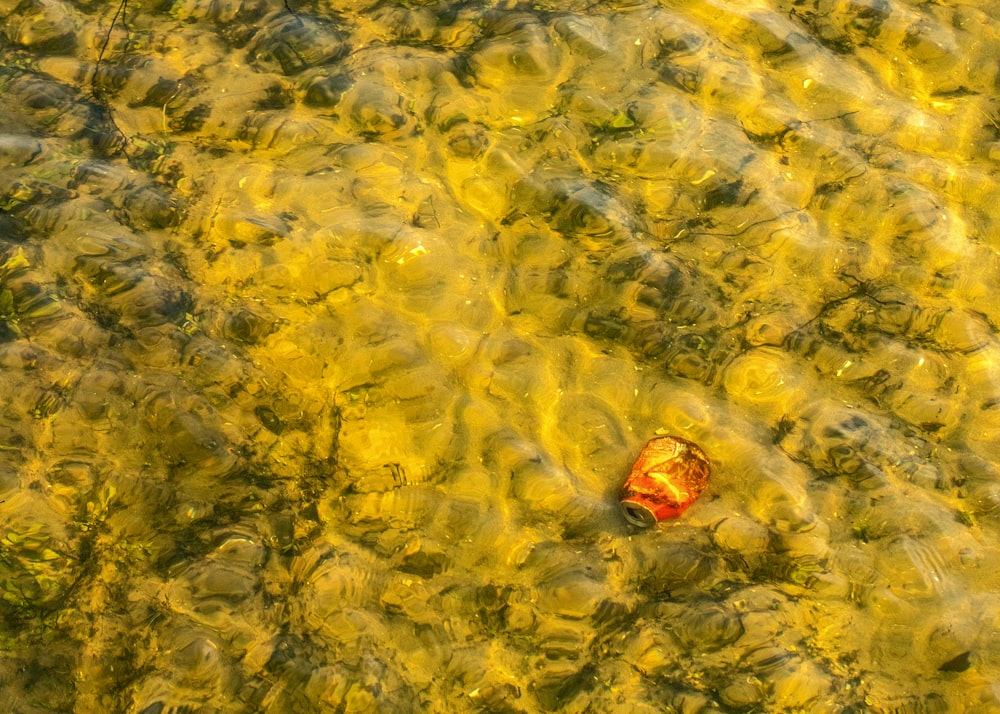 a red object floating on top of a body of water