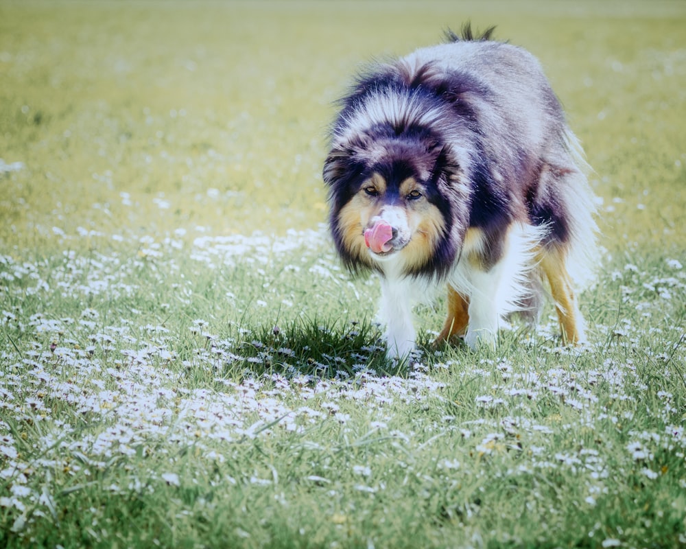 a dog is standing in the grass with its tongue out