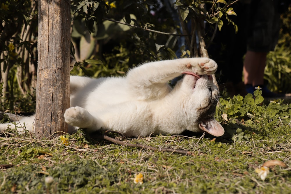 a white cat rolling around in the grass