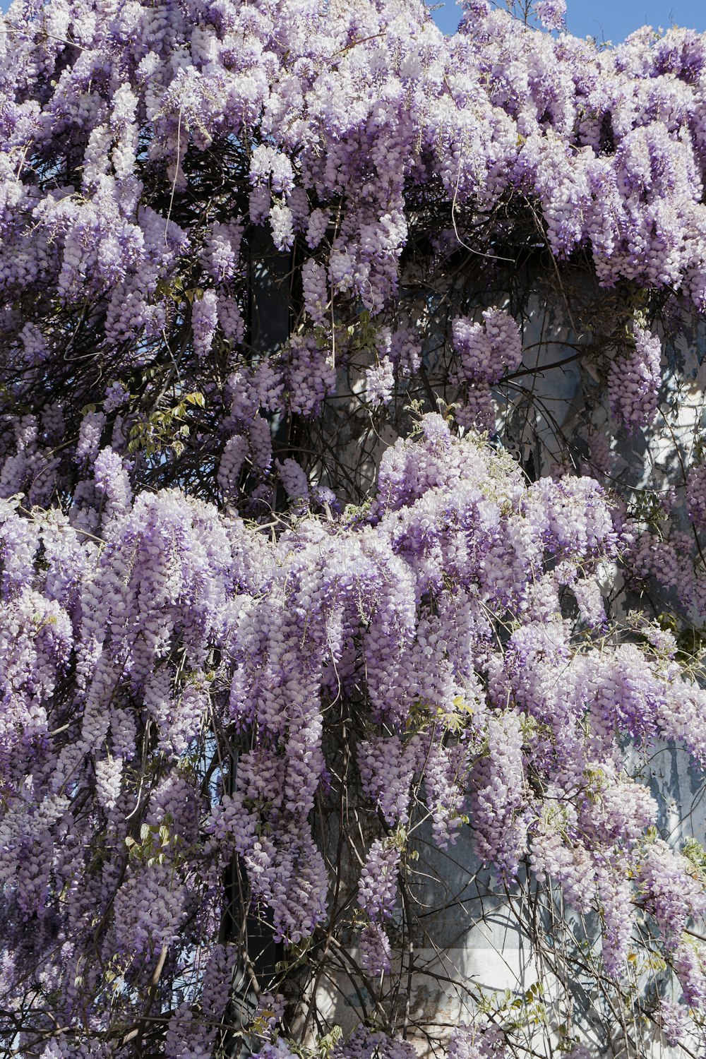 purple flowers are growing on the side of a building