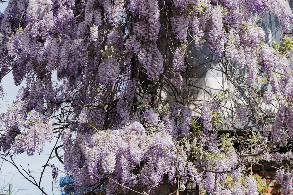 a tree with purple flowers in front of a building