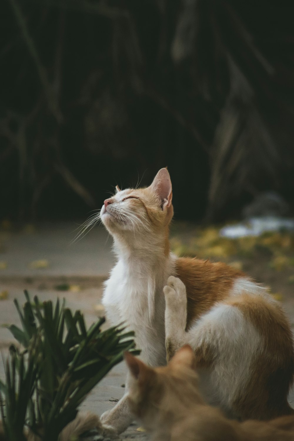 a cat sitting on the ground next to a plant