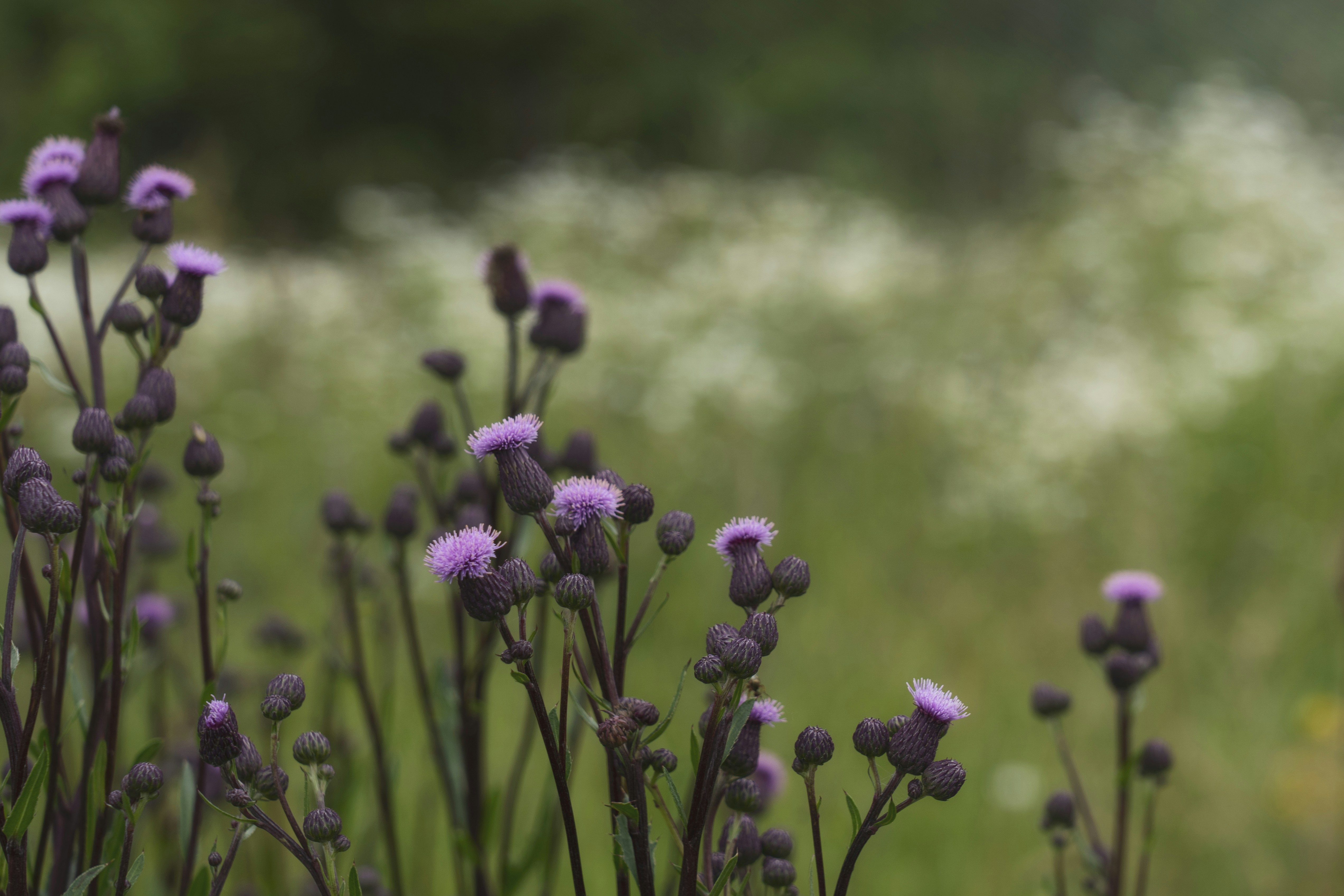 Photo by svetlanaaprel