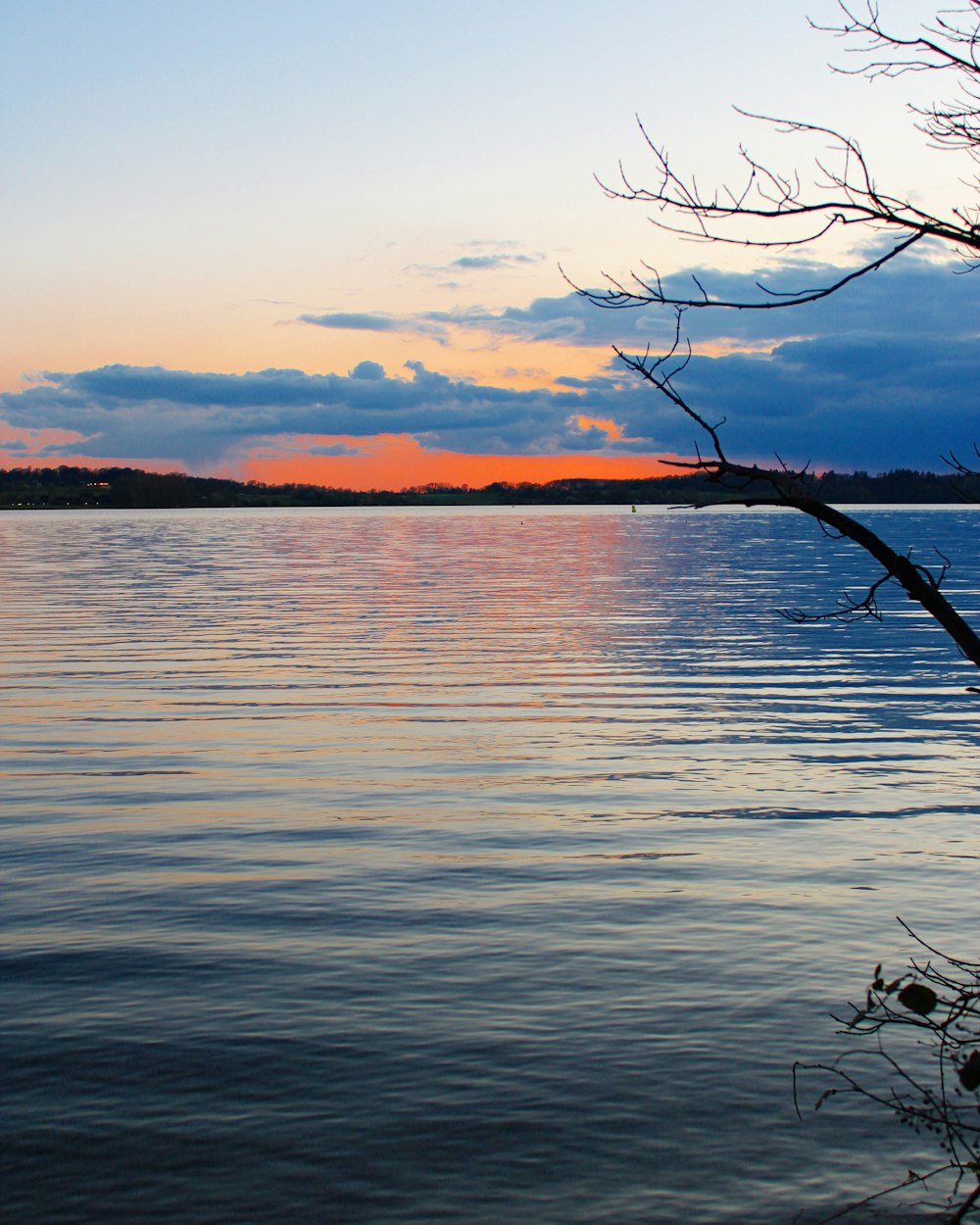 une branche d’arbre sortant de l’eau au coucher du soleil