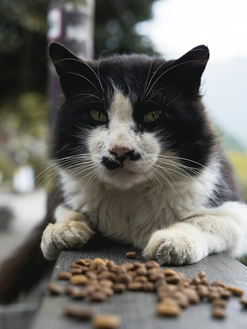 a black and white cat sitting on top of a wooden table