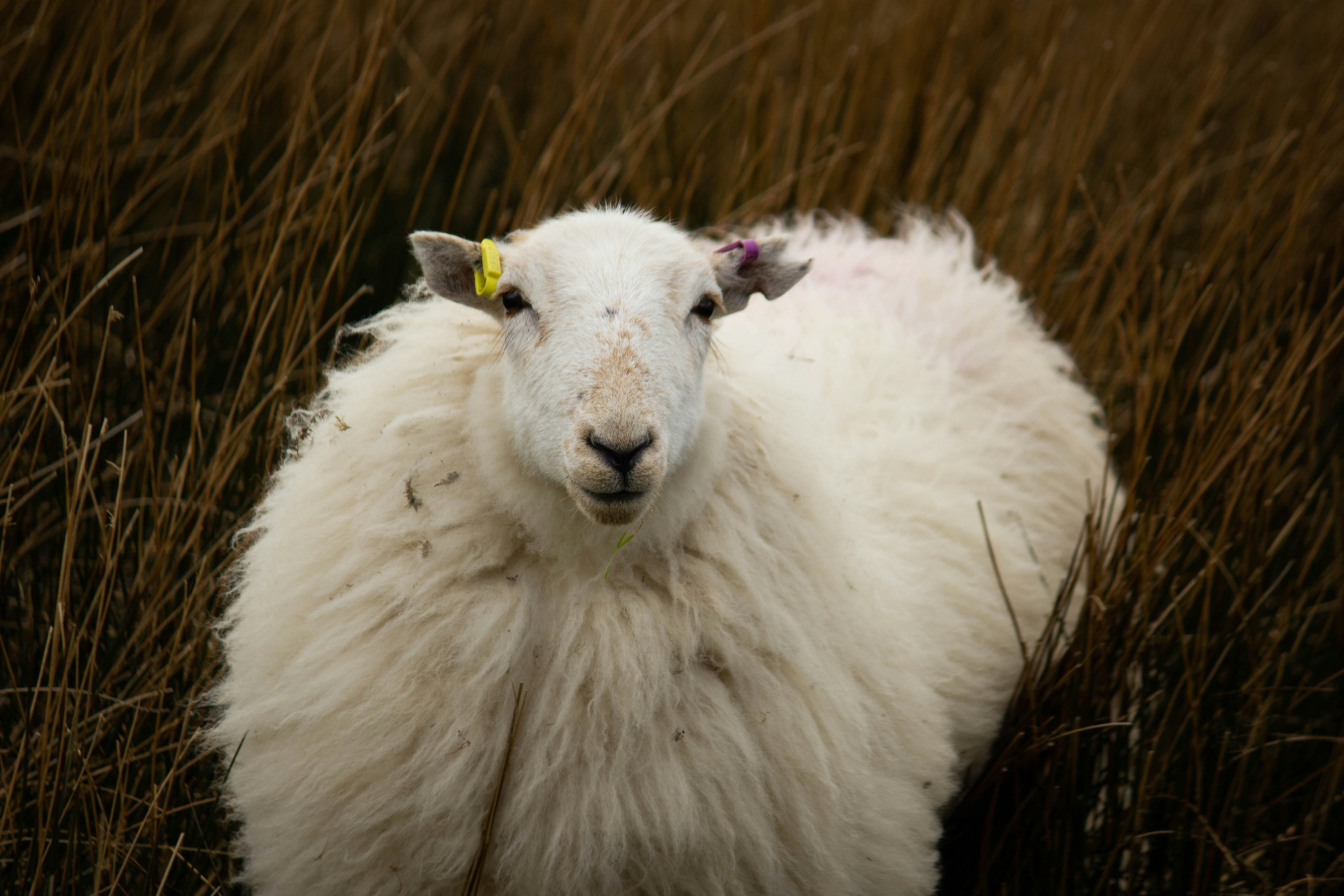 a white sheep standing in a field of tall grass