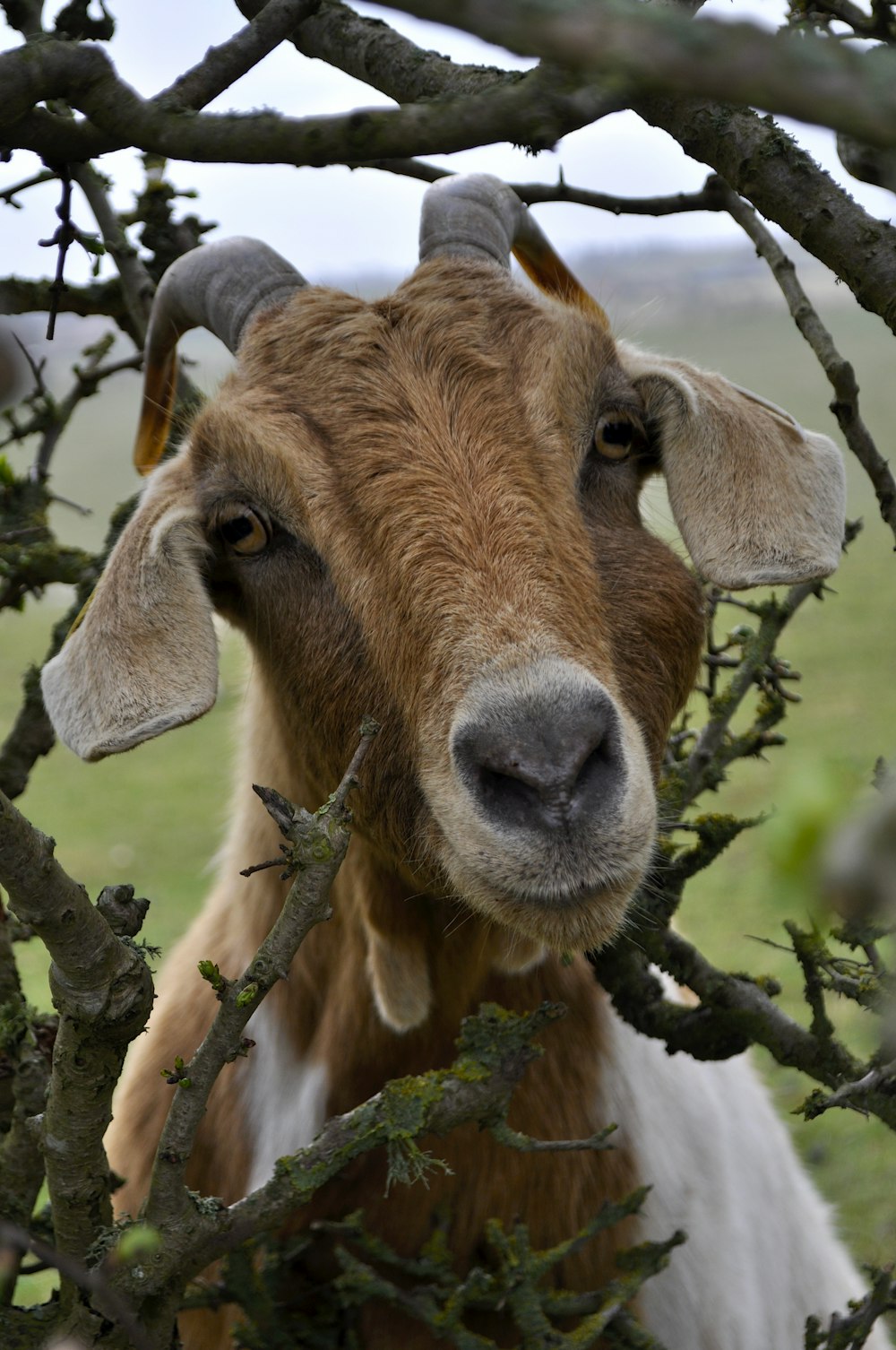 a brown and white goat standing next to a tree