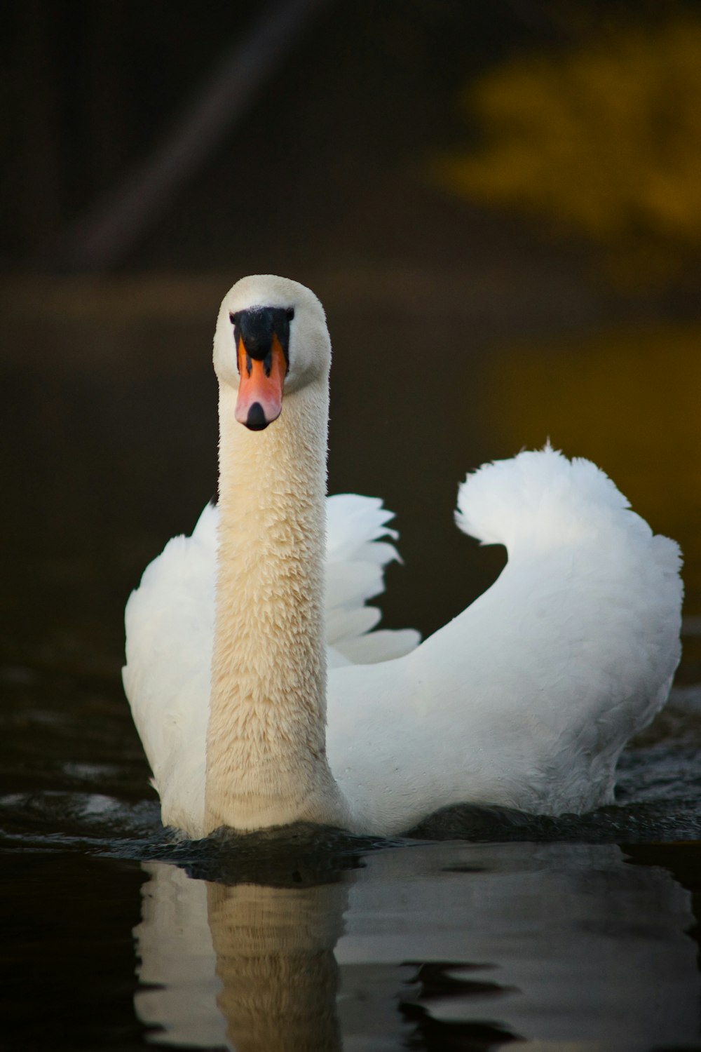 Un cigno bianco che nuota in cima a uno specchio d'acqua