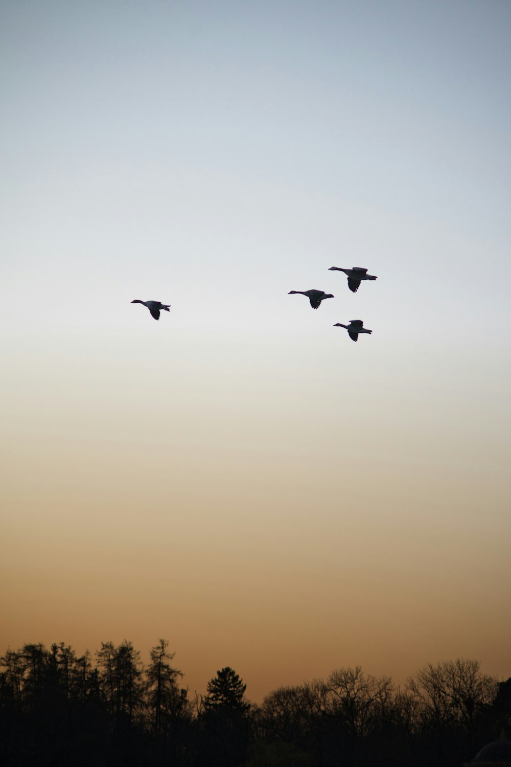 a flock of birds flying through a sunset sky