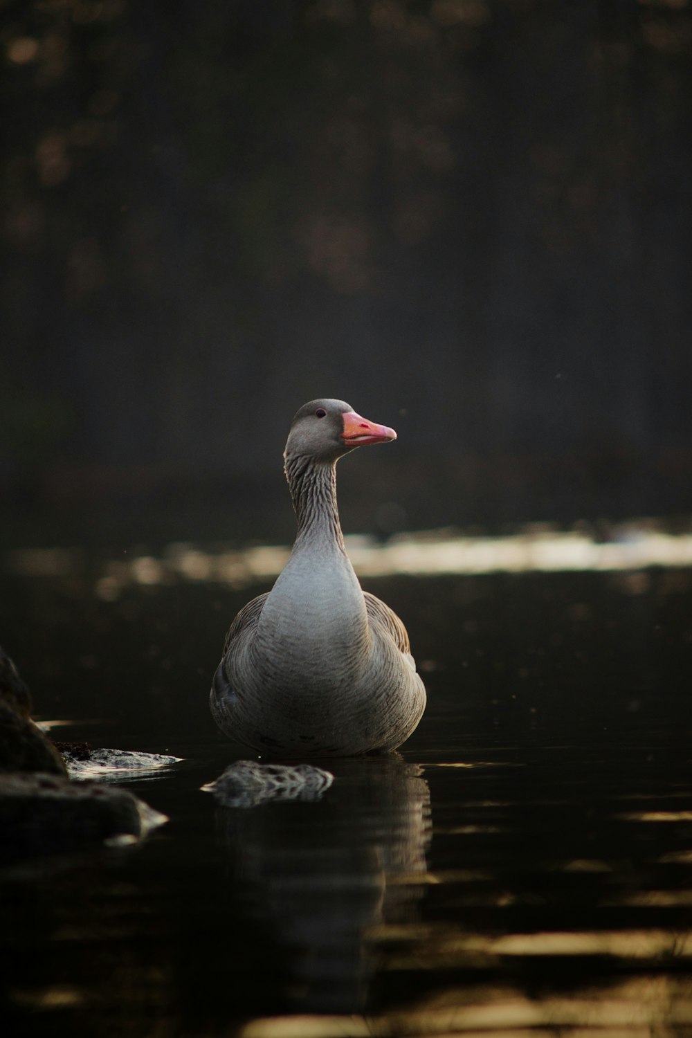 a duck that is sitting in the water