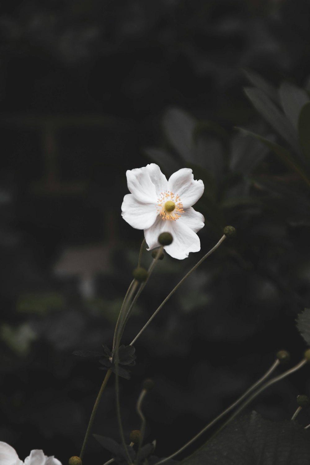 a white flower with a yellow center in a black and white photo