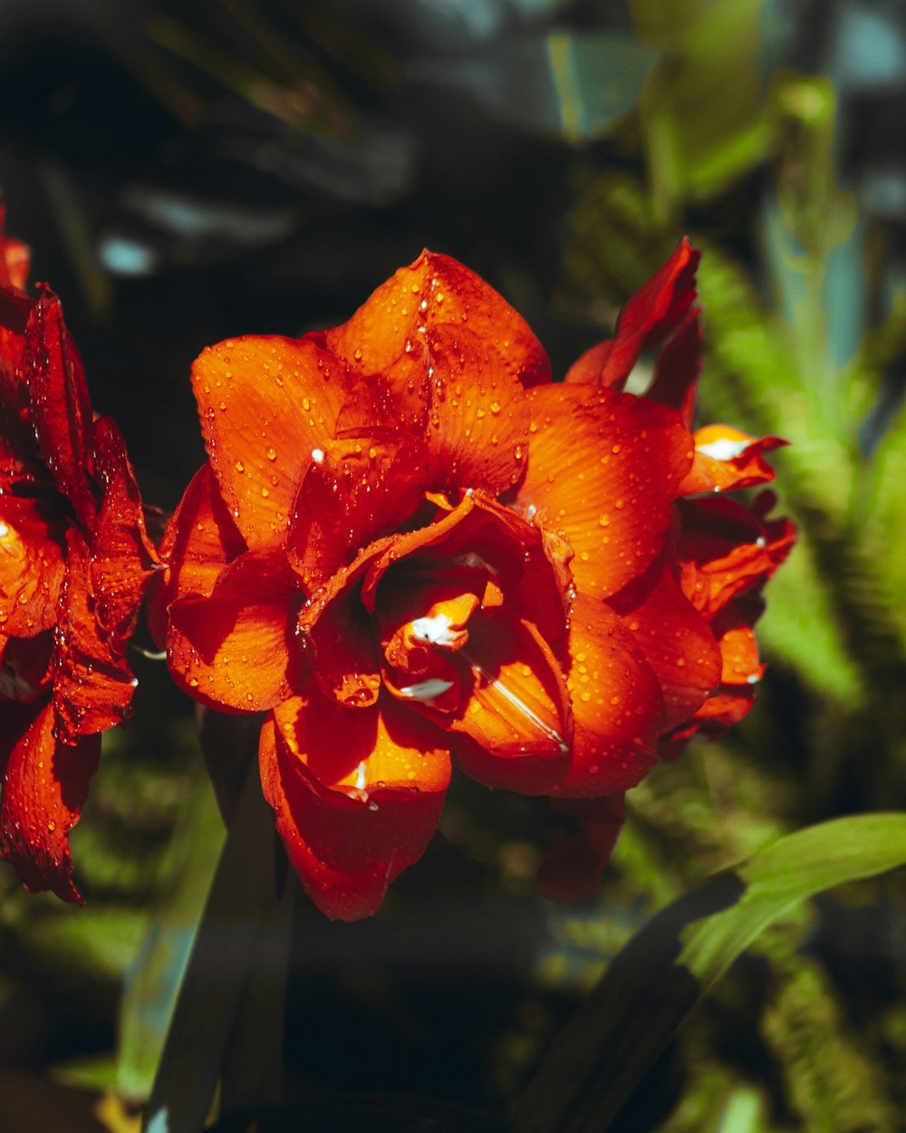 eine Nahaufnahme einer roten Blume mit Wassertröpfchen darauf