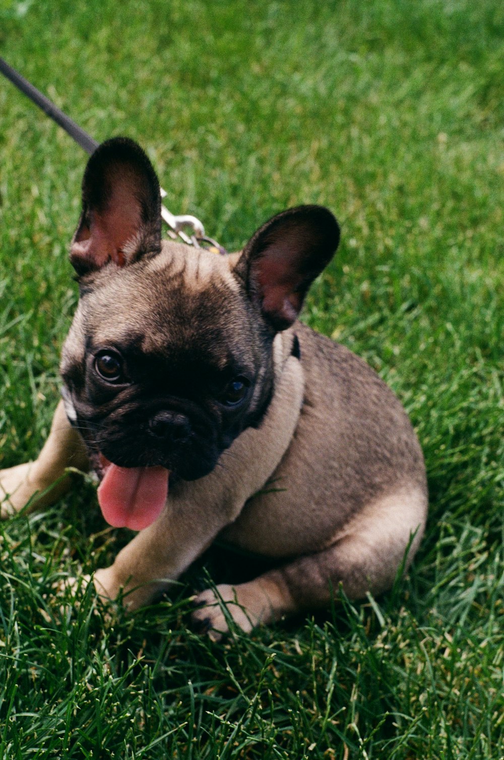 a small dog laying on top of a lush green field