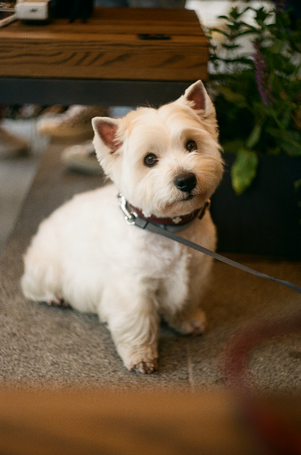 a small white dog sitting on top of a carpet