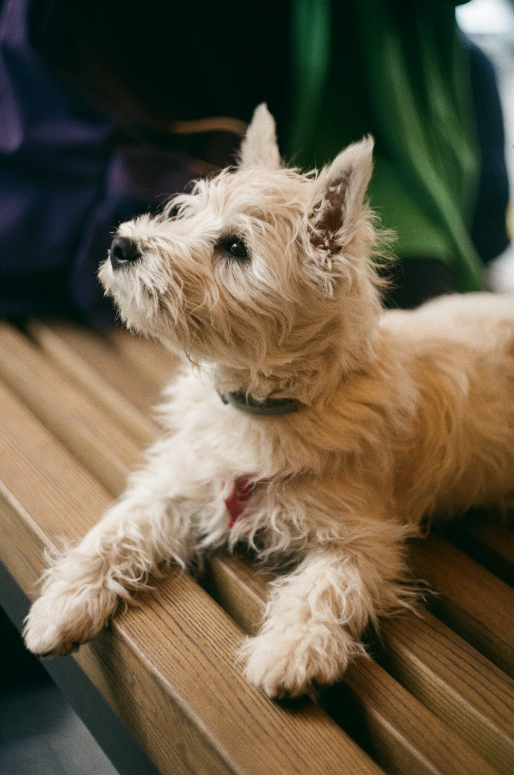a small white dog sitting on top of a wooden bench