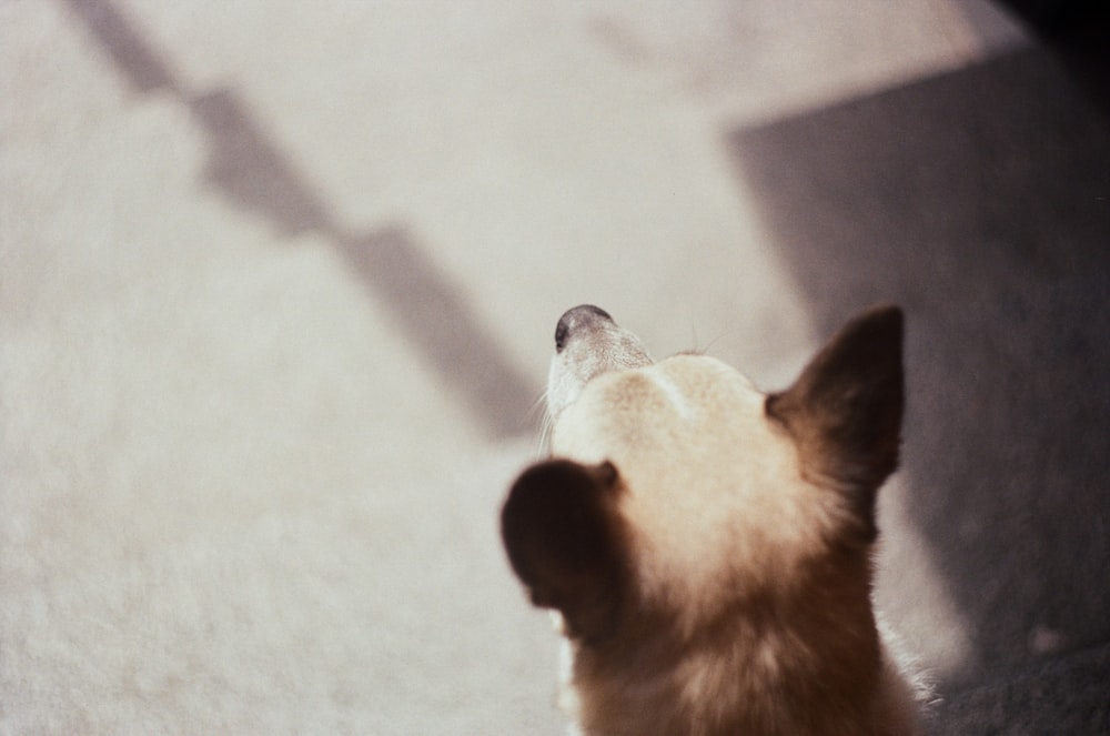 a brown and white dog looking up at something