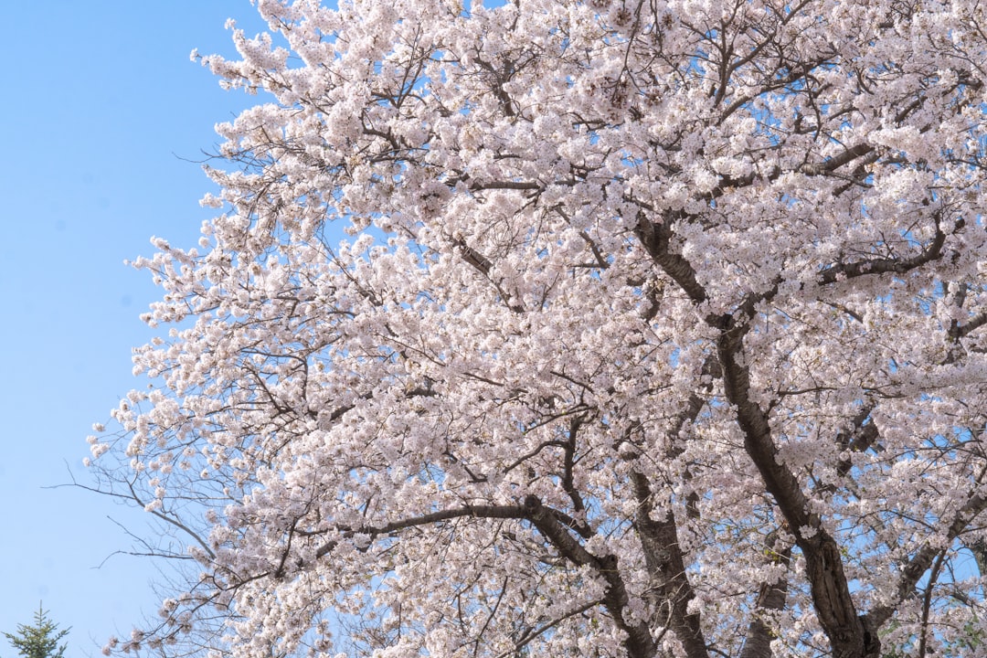 a large white tree with lots of white flowers,