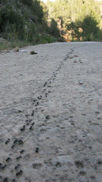 A trail of black ants marching in a line over textured soil.