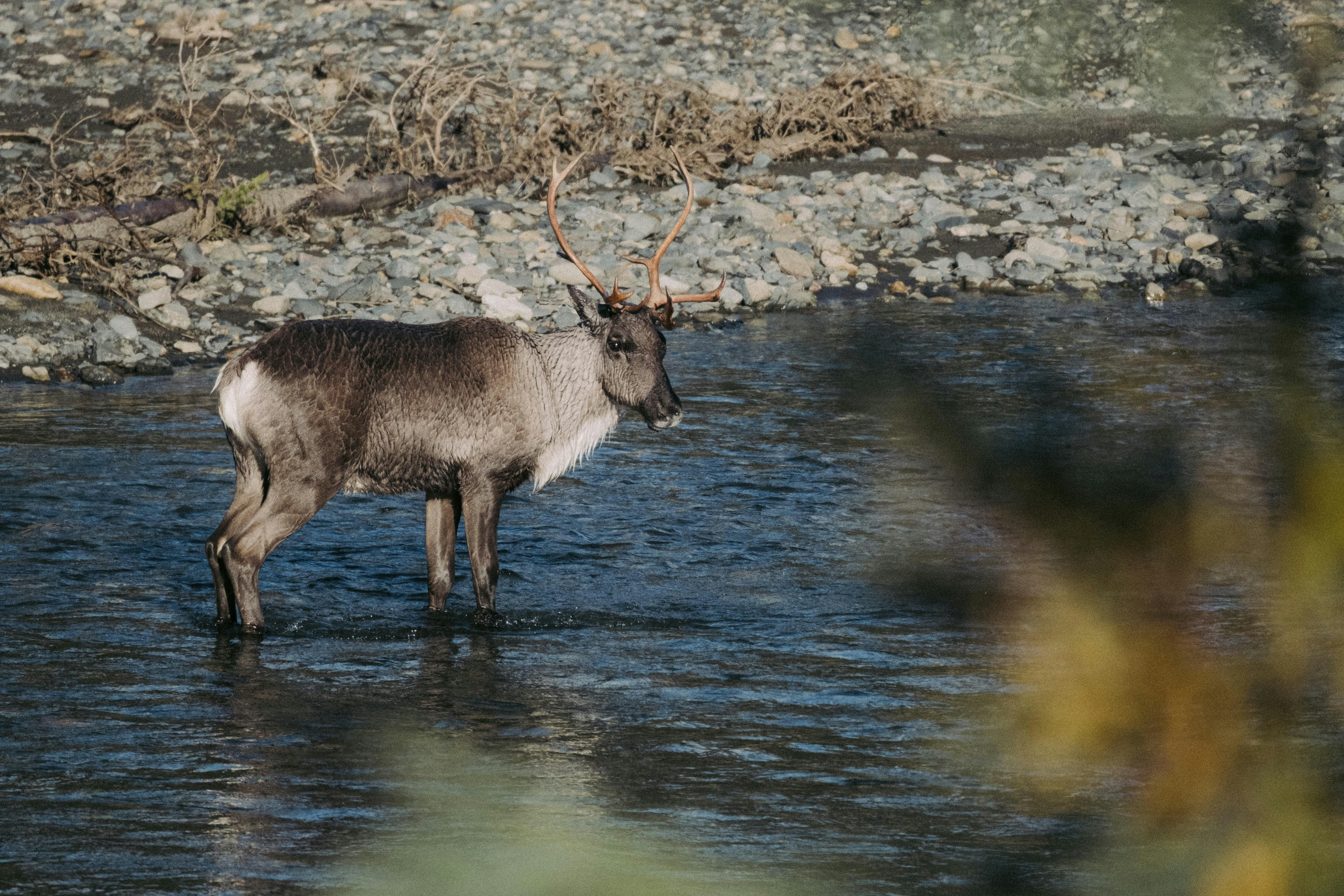 a deer is standing in the middle of a stream, 