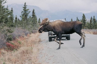 Anchorage, AK - Both the moose & caribou are some of Alaska's giants of the animal kingdom