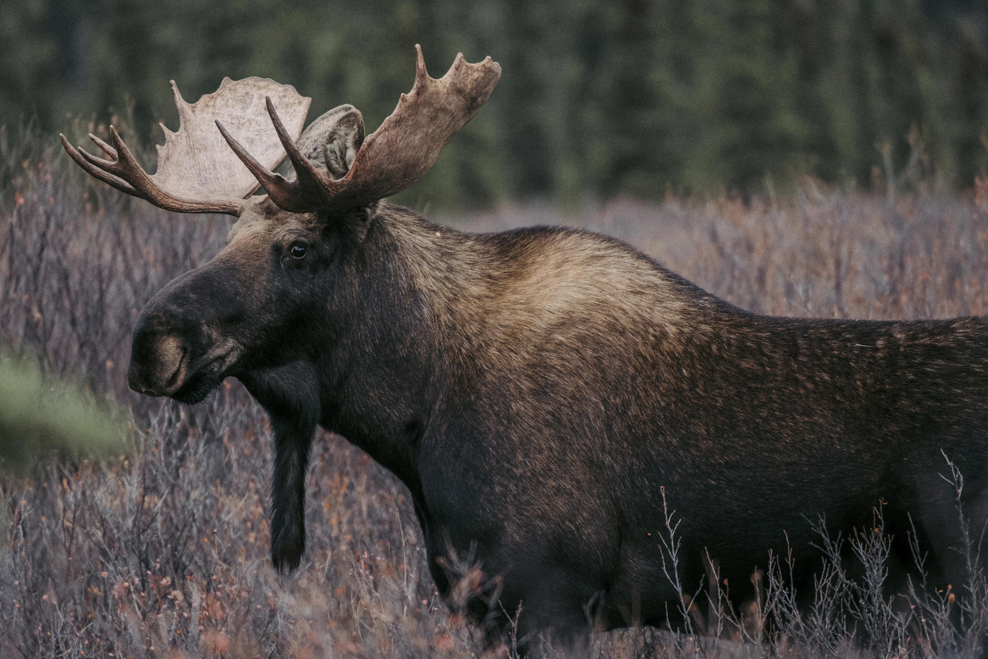 a moose with large antlers standing in a field