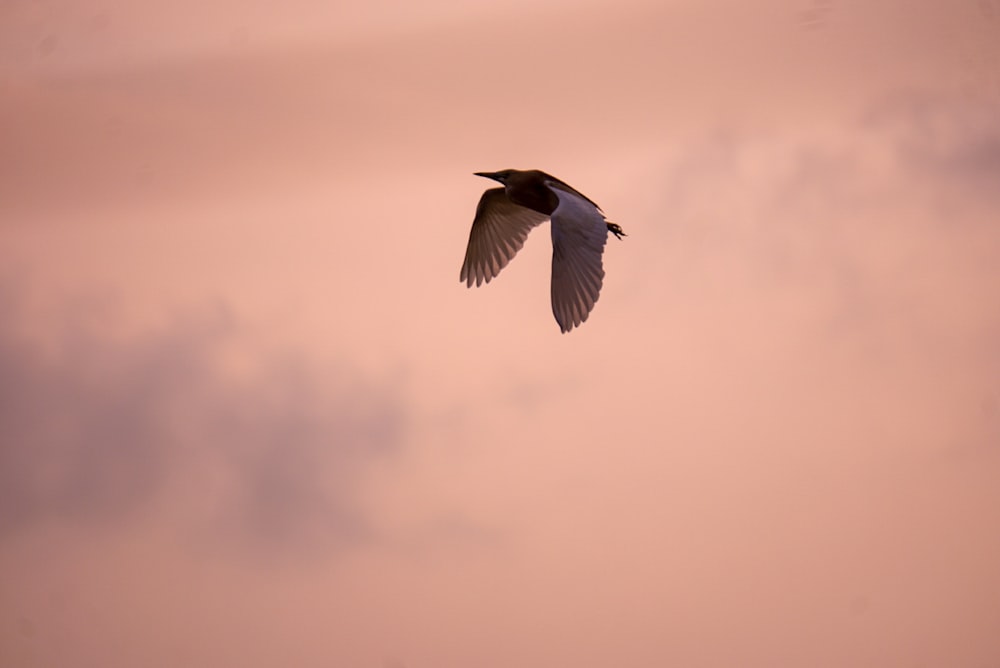 a black and white bird flying in the sky