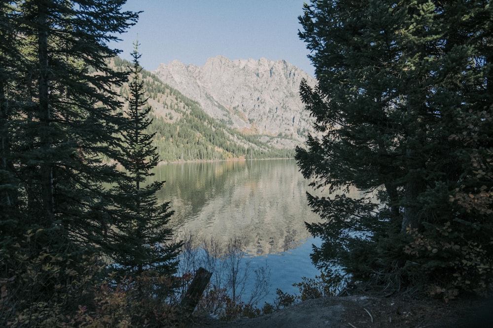 a lake surrounded by trees with a mountain in the background