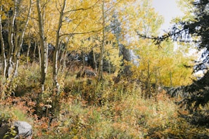 An aspen grove with tall, slender trunks and dappled sunlight filtering through leaves.