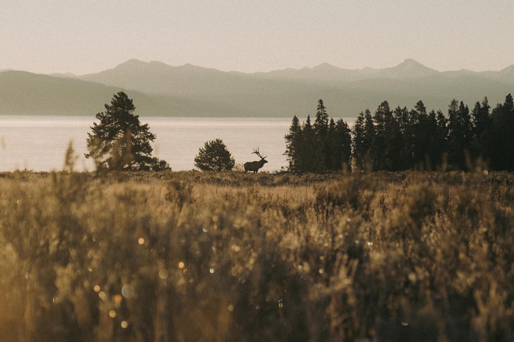 a deer standing in a field next to a lake