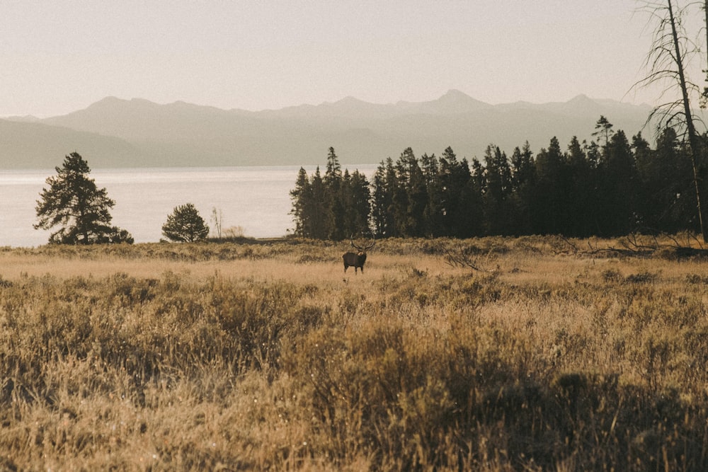 a cow standing in the middle of a field