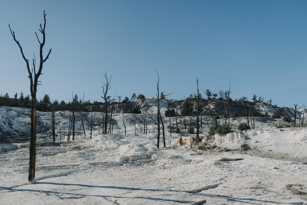 a group of trees that are standing in the snow