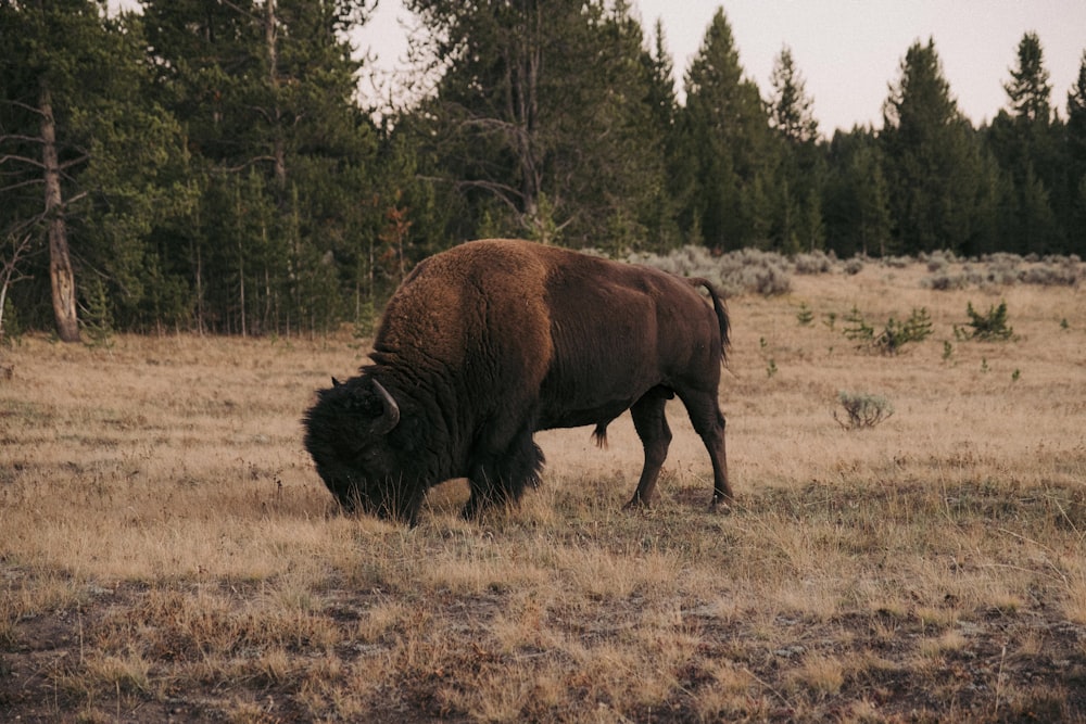 a bison grazing in a field with trees in the background