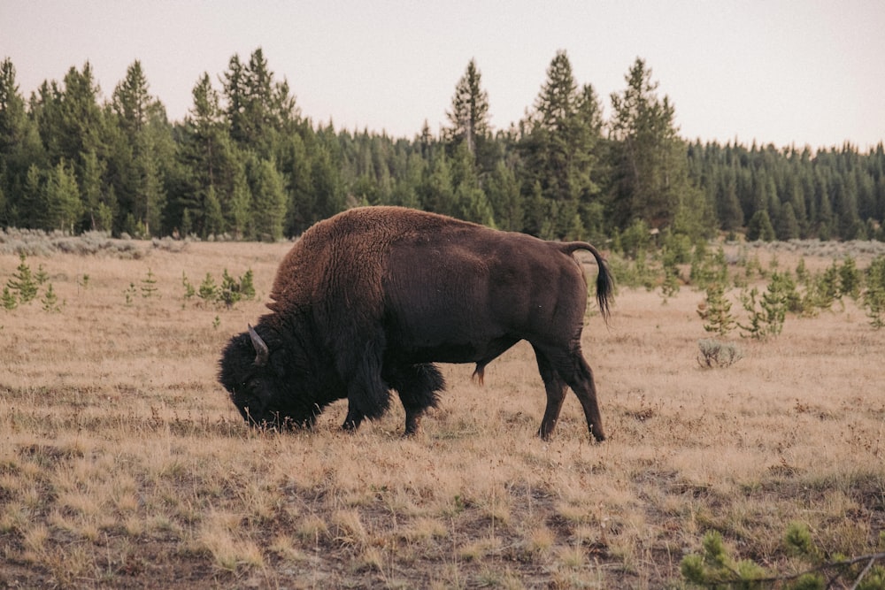 a bison grazing in a field with trees in the background