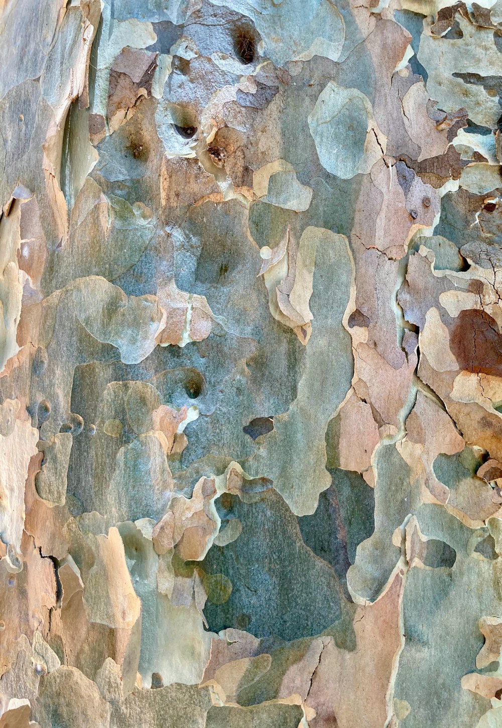 a close up of a tree trunk with many different colors