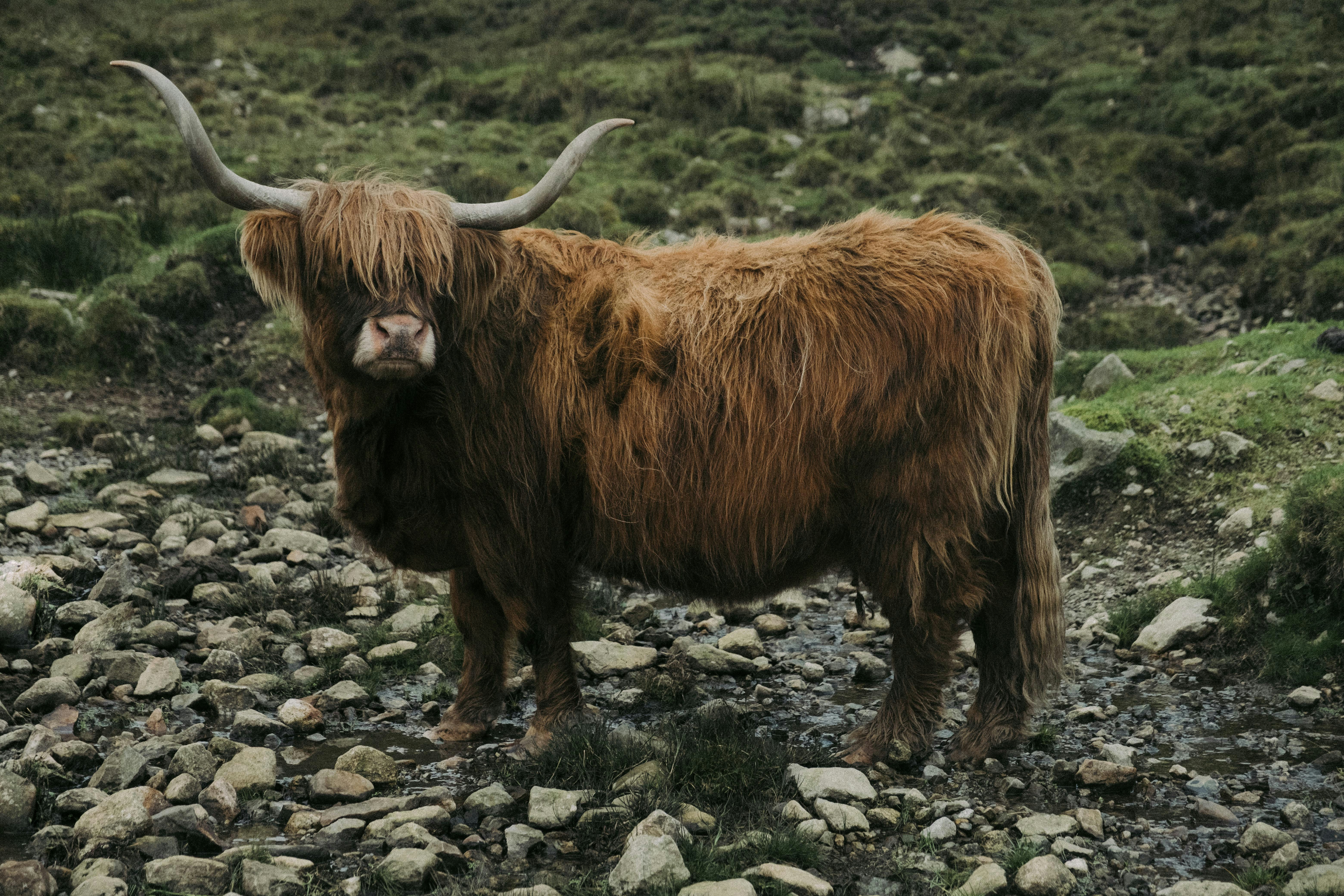 Highland Cow Scotland