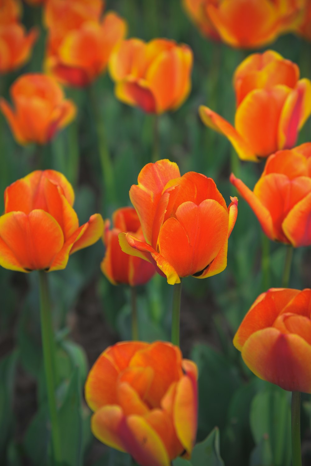 a bunch of orange and yellow flowers in a field