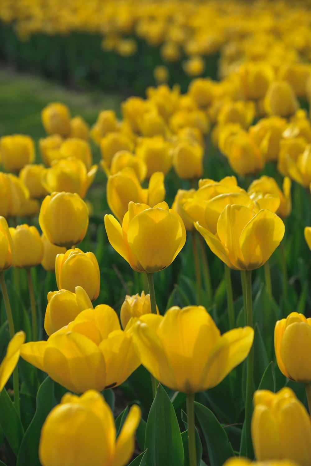 a field of yellow flowers with green leaves