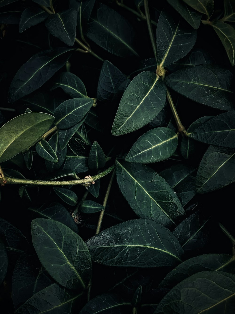 a close up of leaves on a tree