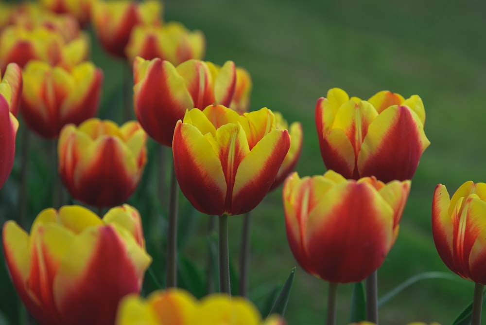 a field of red and yellow tulips with green grass in the background