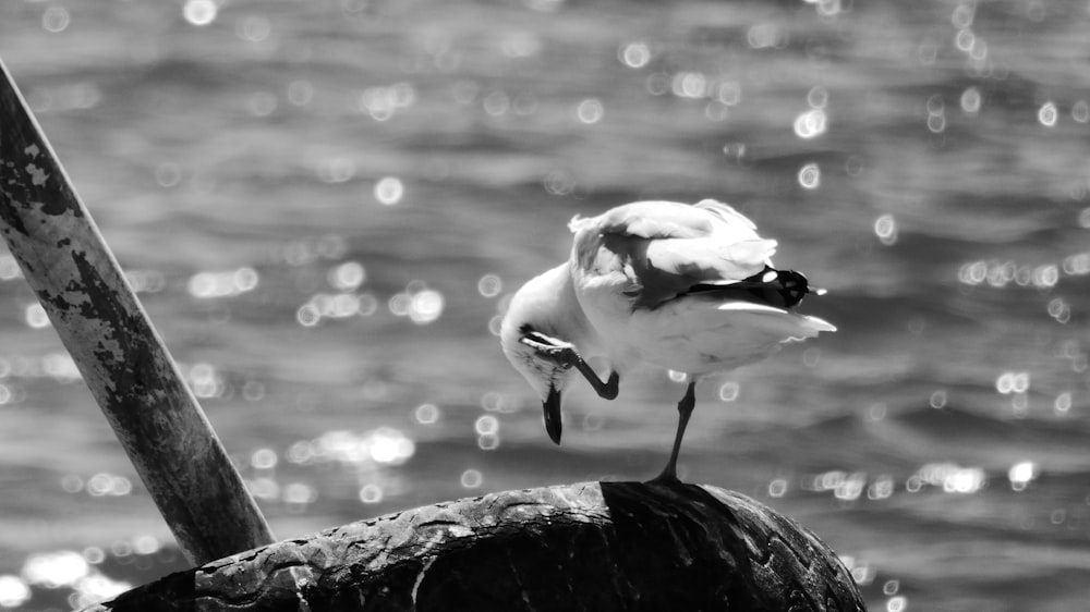 a black and white photo of a bird on a pole