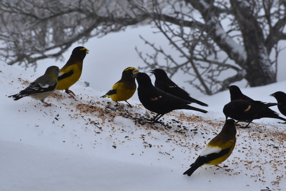 a group of birds standing on top of a snow covered hill