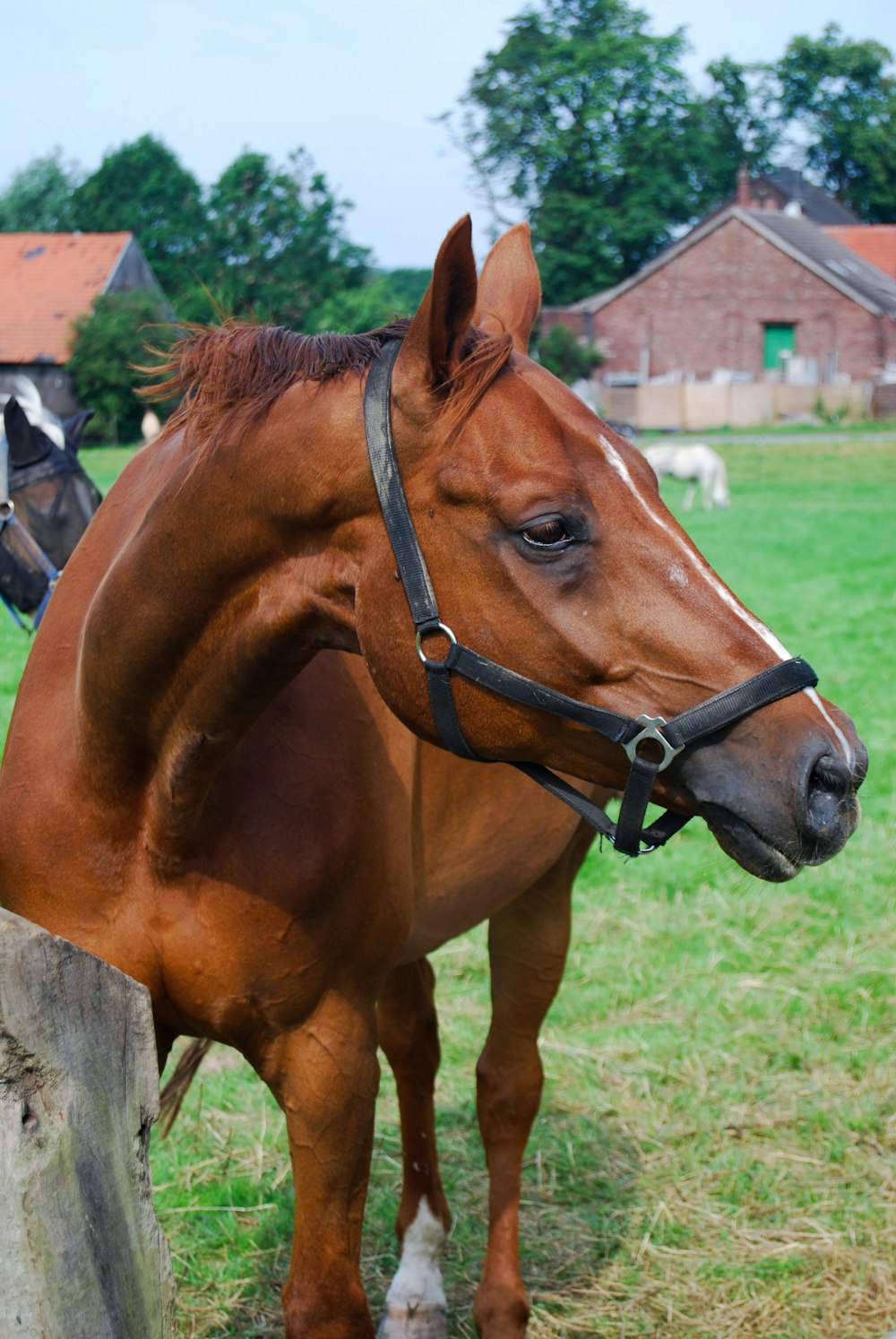 a brown horse standing on top of a lush green field